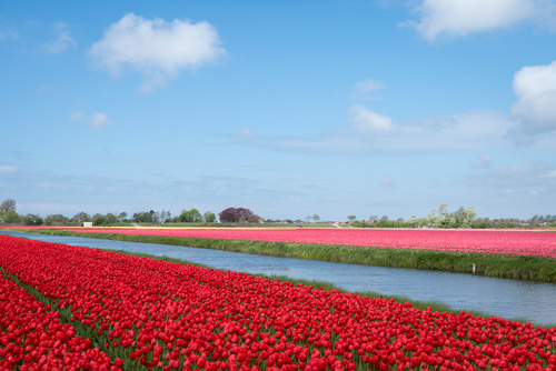 Duurzame bloementuin